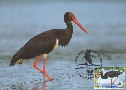 Black stork (Ciconia nigra)